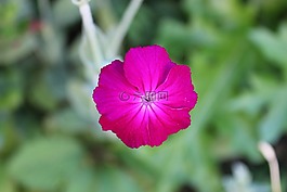 花,花園,性質(zhì)