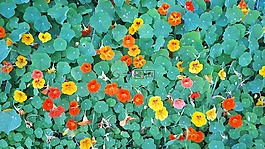 nastartium,壁纸,绿色