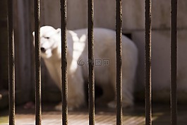 男,大,動物園