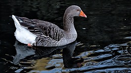 鵝,家禽,鳥