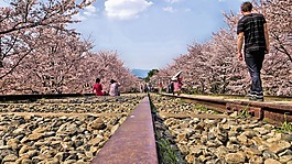 gleise,日本,櫻花