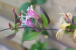 花,花園,性質(zhì)