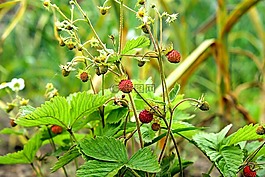 野草莓,夏季,廠