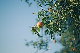 自然,農(nóng)業(yè),蘋果