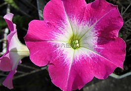 矮牽牛,花,多彩