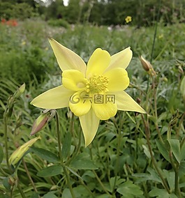 aquilegia,鸽的,黄色