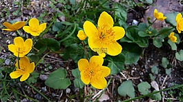 鮮花,黃色,盛開