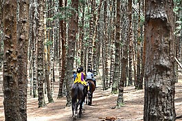 騎馬,馬術(shù),印度