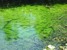 湖,鏡像,水生植物