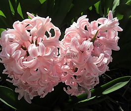 風(fēng)信子,花,春