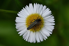 花,昆蟲,宏