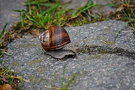 動物,蝸牛,首頁