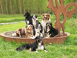澳大利亚 sheperds,林,狗