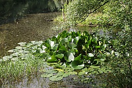 湖,池,小區(qū)