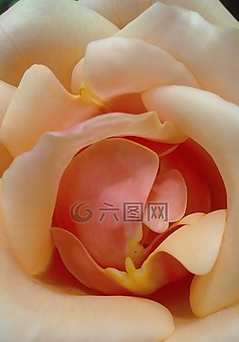 羅莎,花瓣,花園