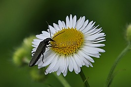 花,昆蟲,宏