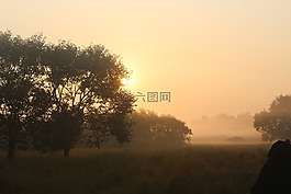 日出,樹(shù),景觀(guān)