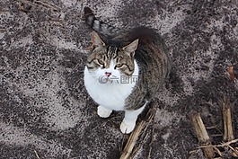 貓,動物,寵物