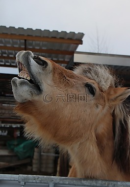 馬,動物,腳