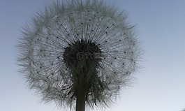 蒲公英,pluisbloem,春天