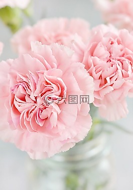 丁香,鮮花,花瓣