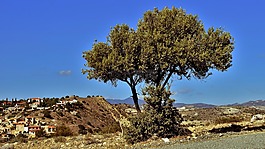 樹,景觀,農(nóng)村