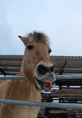 马,动物,吃