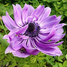 銀蓮花,花,春