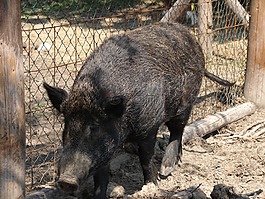 野豬,動(dòng)物,野生