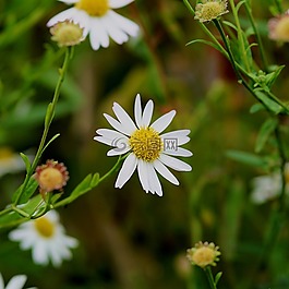 花,開花,瑪格麗特