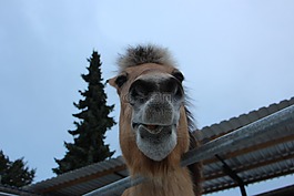 馬,動物,腳