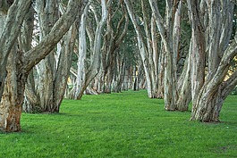 樹,公園,百年公園