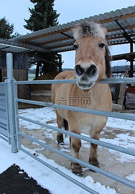 馬,動物,布朗