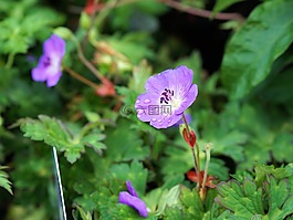 花,開(kāi)花,性質(zhì)