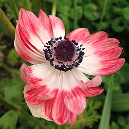 銀蓮花,花,春