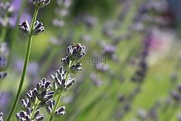 薰衣草開花,熏衣草,螞蟻