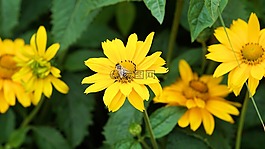 花,開花,性質(zhì)