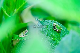 自然,植物,綠色
