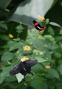 蝴蝶,花卉,性質(zhì)