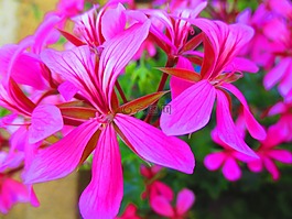 花卉,粉紅色的花,夏天