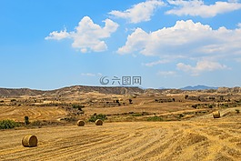 大麥田,干草,景觀