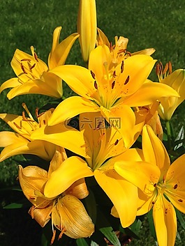 黃色,百合,花
