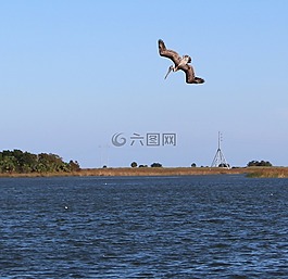 鵜,跳水,鳥