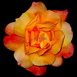 玫瑰,開花,花瓣