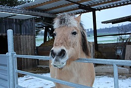 馬,動物,冬天