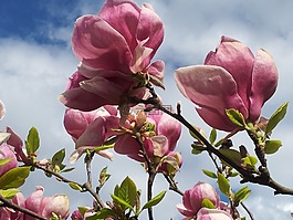 玉蘭,天堂,花