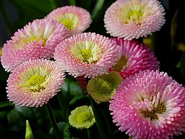 貝利,菊花文化,復(fù)合材料