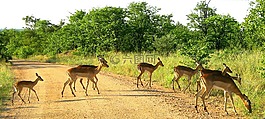 克魯格國家公園,南非,黑斑羚