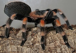 蜘蛛,brachypelma史密斯,水晶球