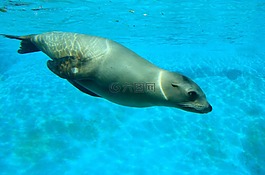 海獅,游泳,動物園